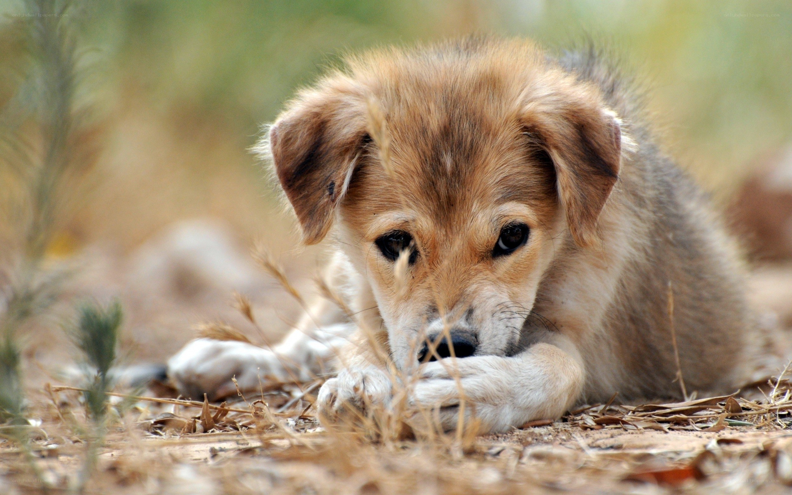sad puppy lying on ground