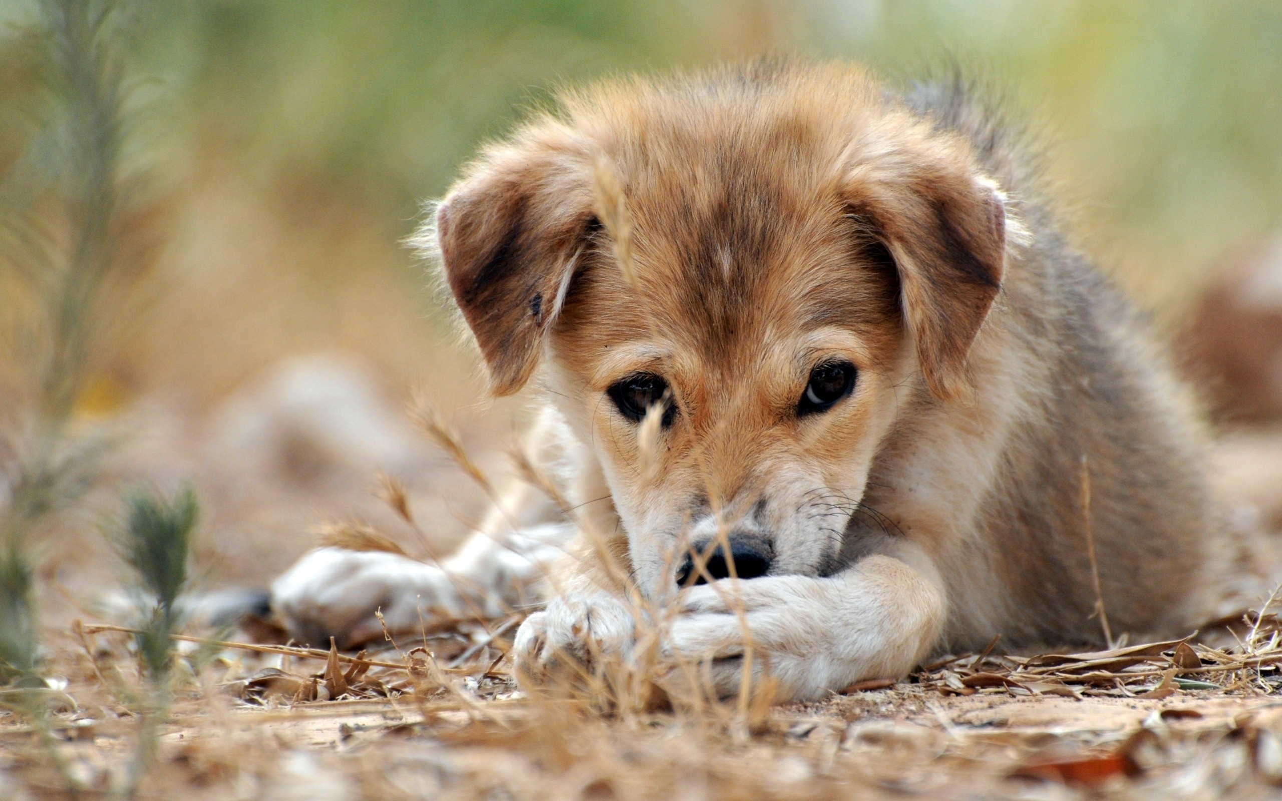 sad puppy lying on ground