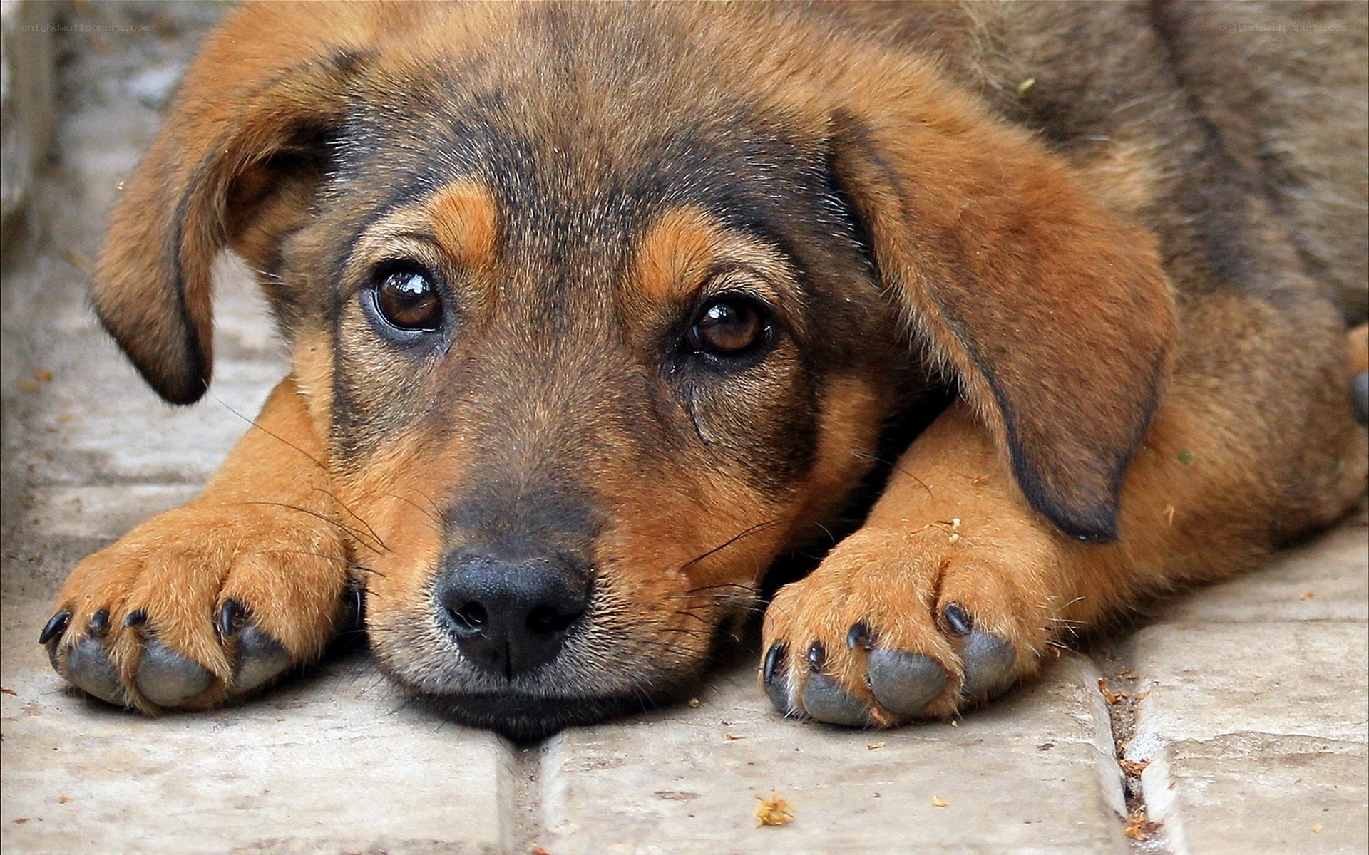 sad puppy lying on pavement