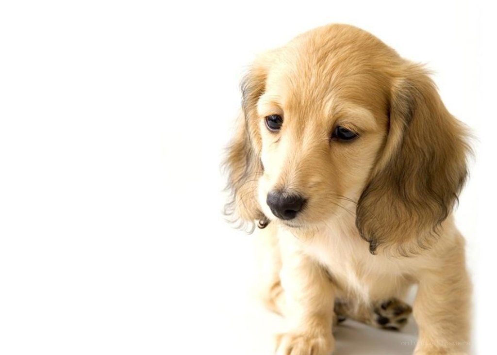 sad puppy on white background