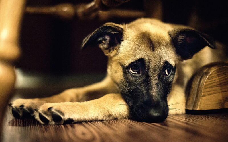 sad puppy on wooden floor