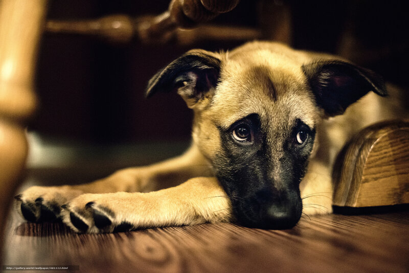 sad puppy on wooden floor