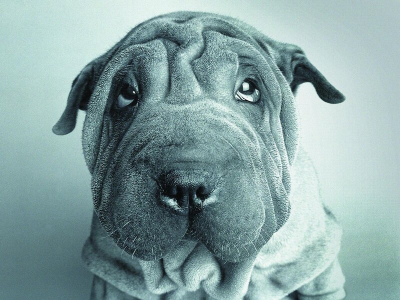 sad shar pei puppy