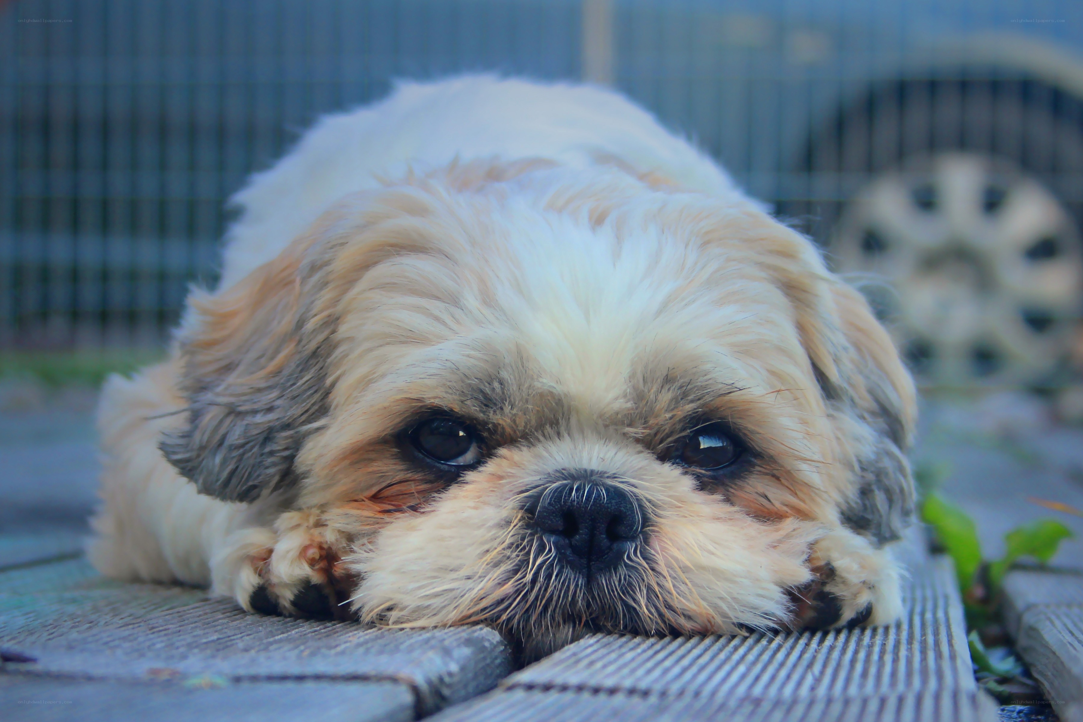 sad shih tzu dog