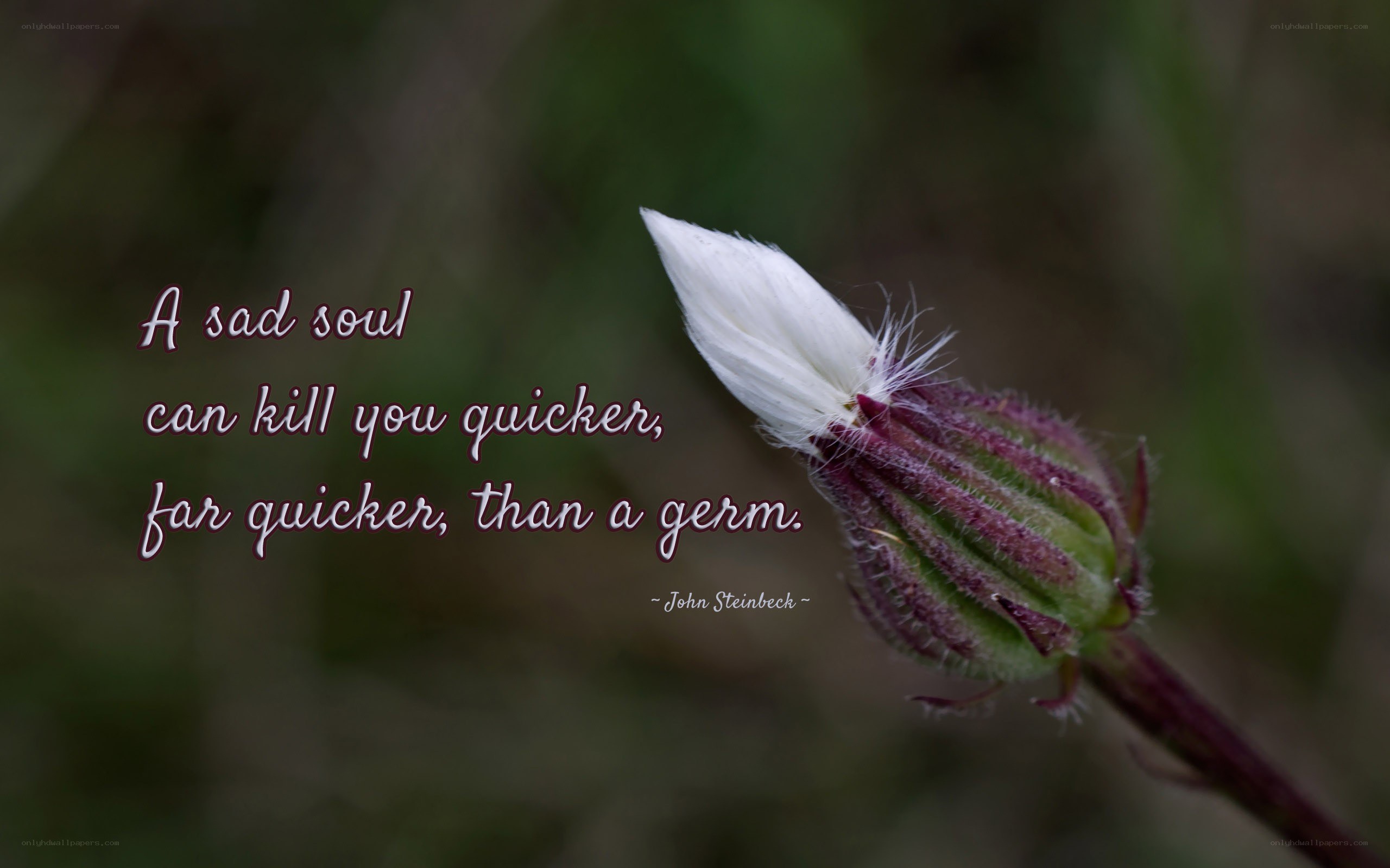 sad soul quote with flower