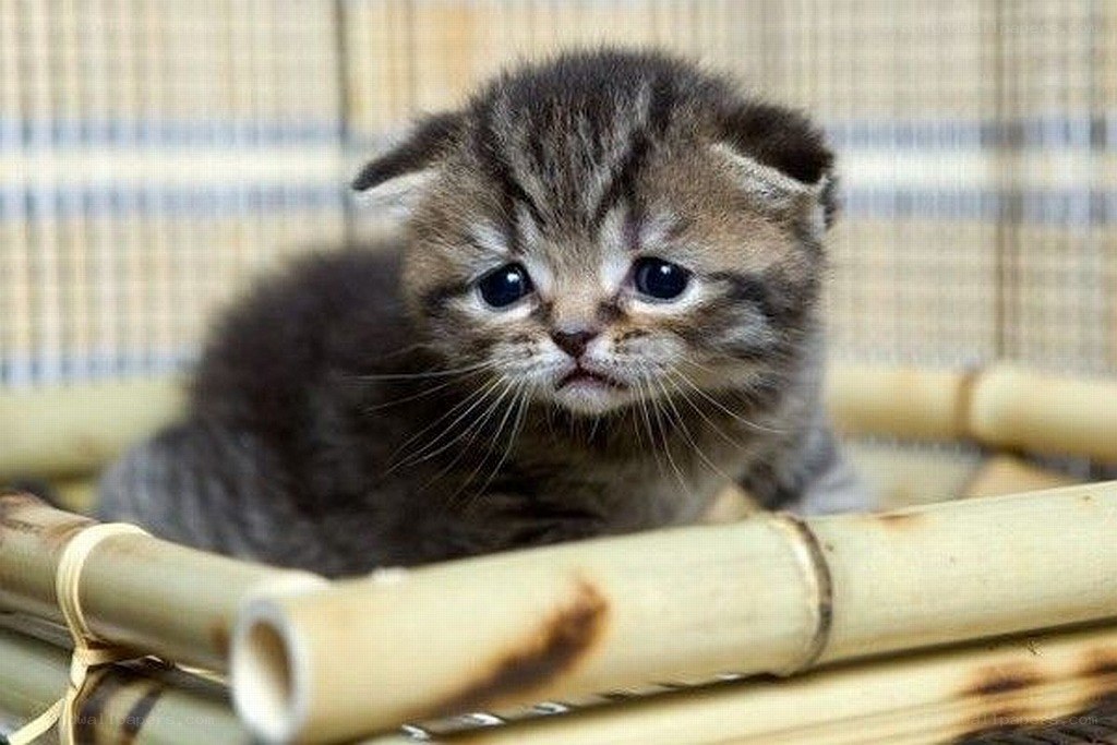 sad tabby kitten in basket