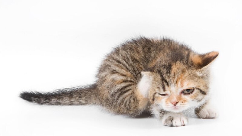 sad tabby kitten