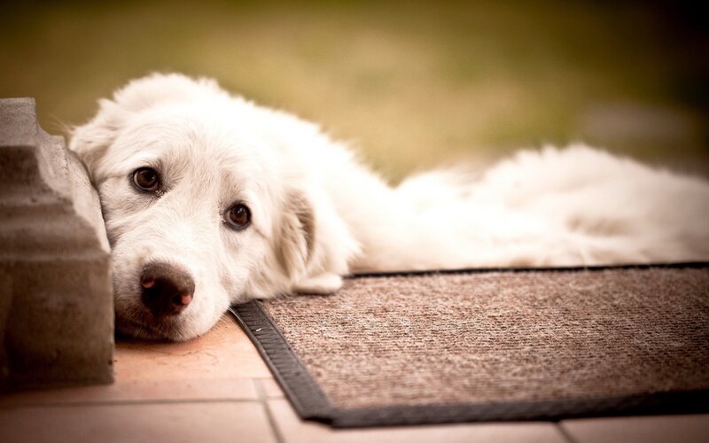 sad white dog resting