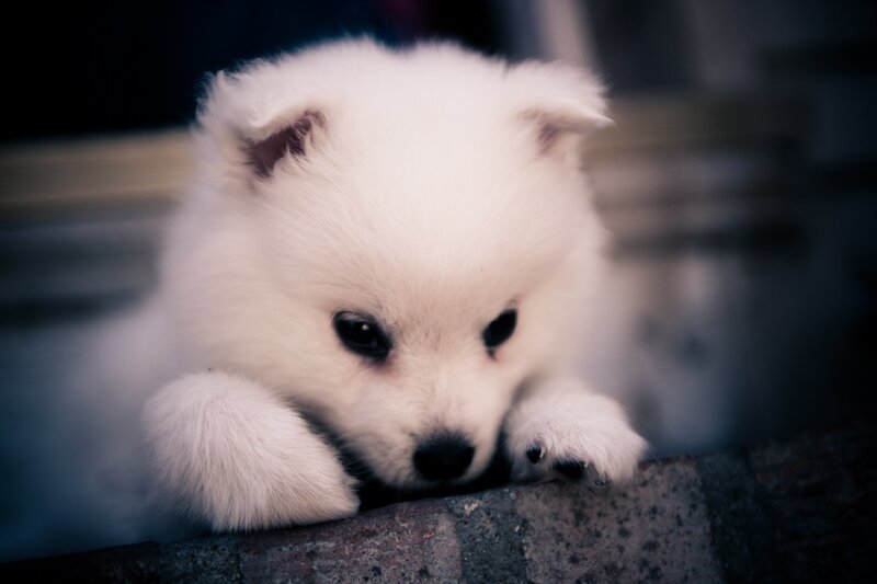 sad white puppy