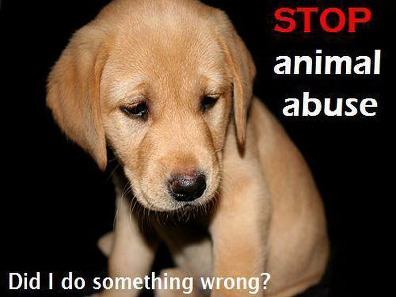 Sad Yellow Lab Puppy