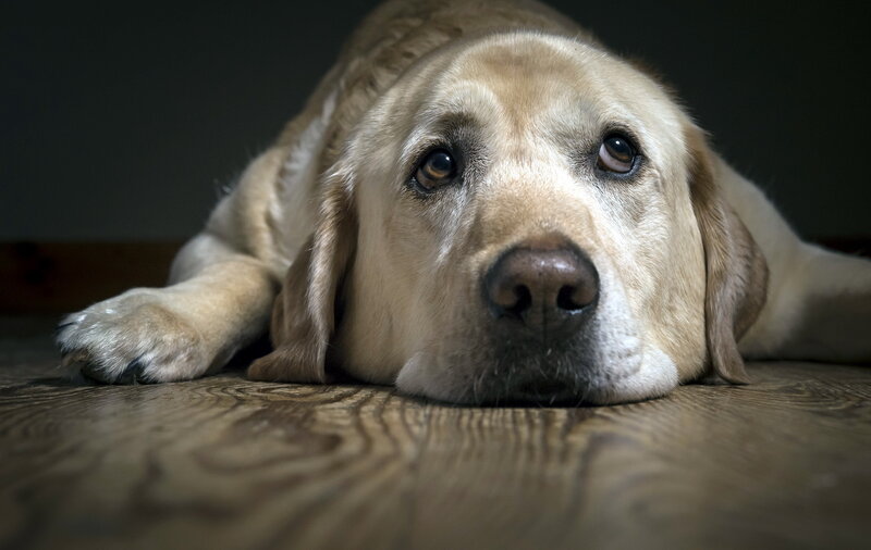 sad yellow labrador