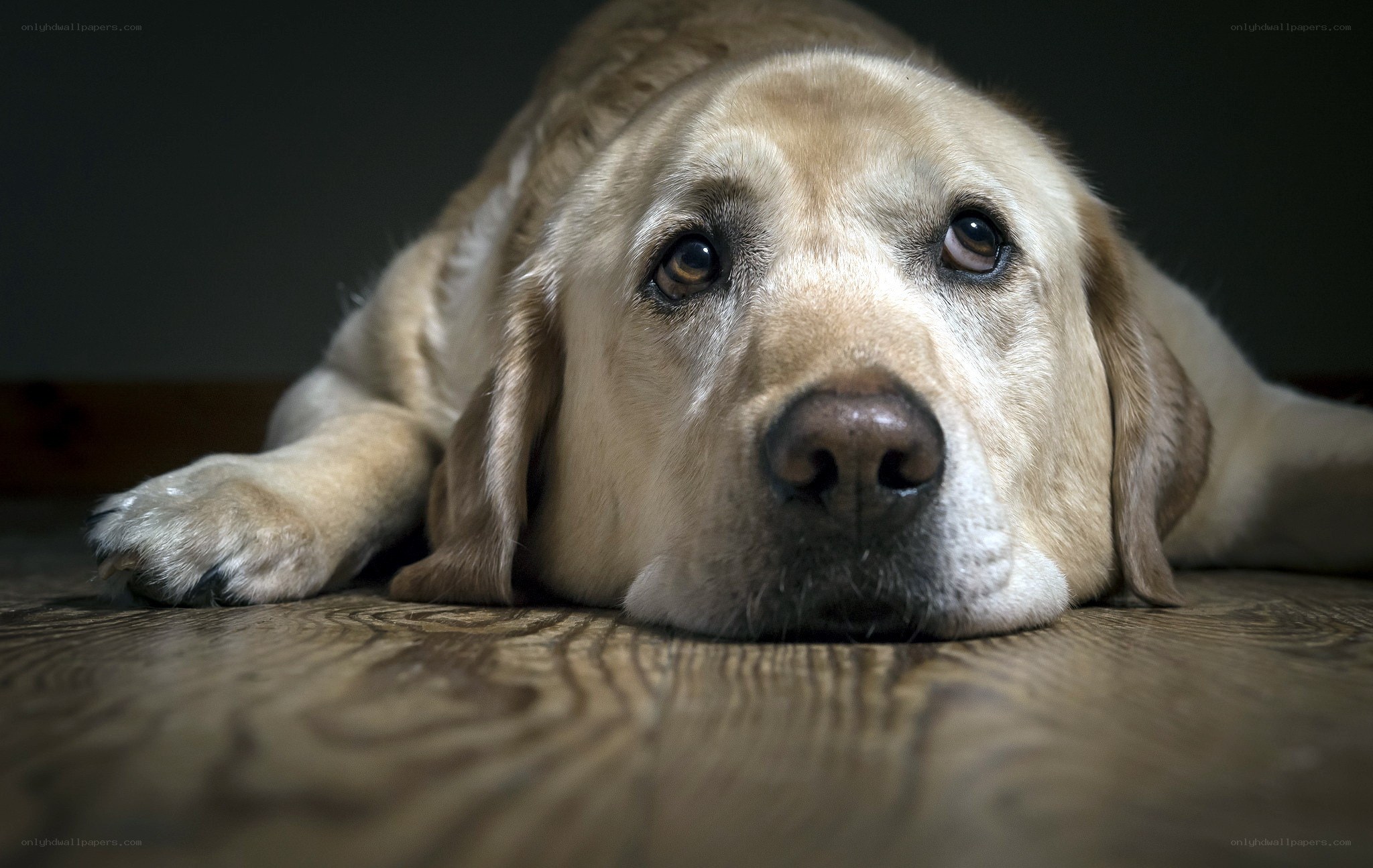 sad yellow labrador