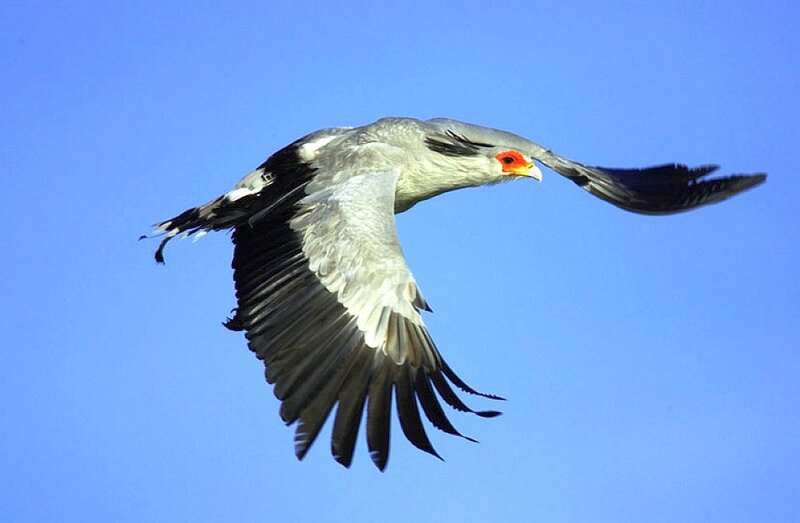 Saddle-billed Stork in Flight