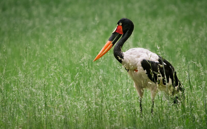 Saddle-billed Stork