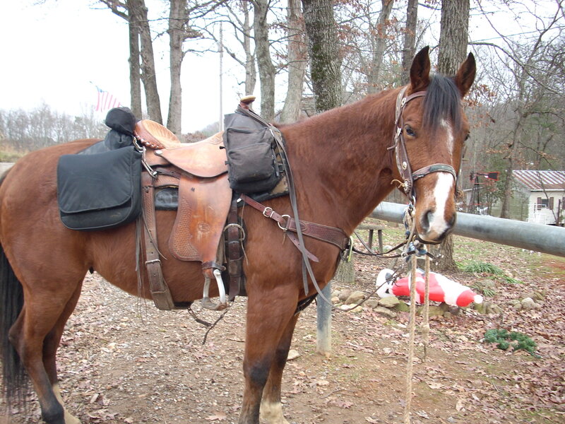 saddled horse at a fence