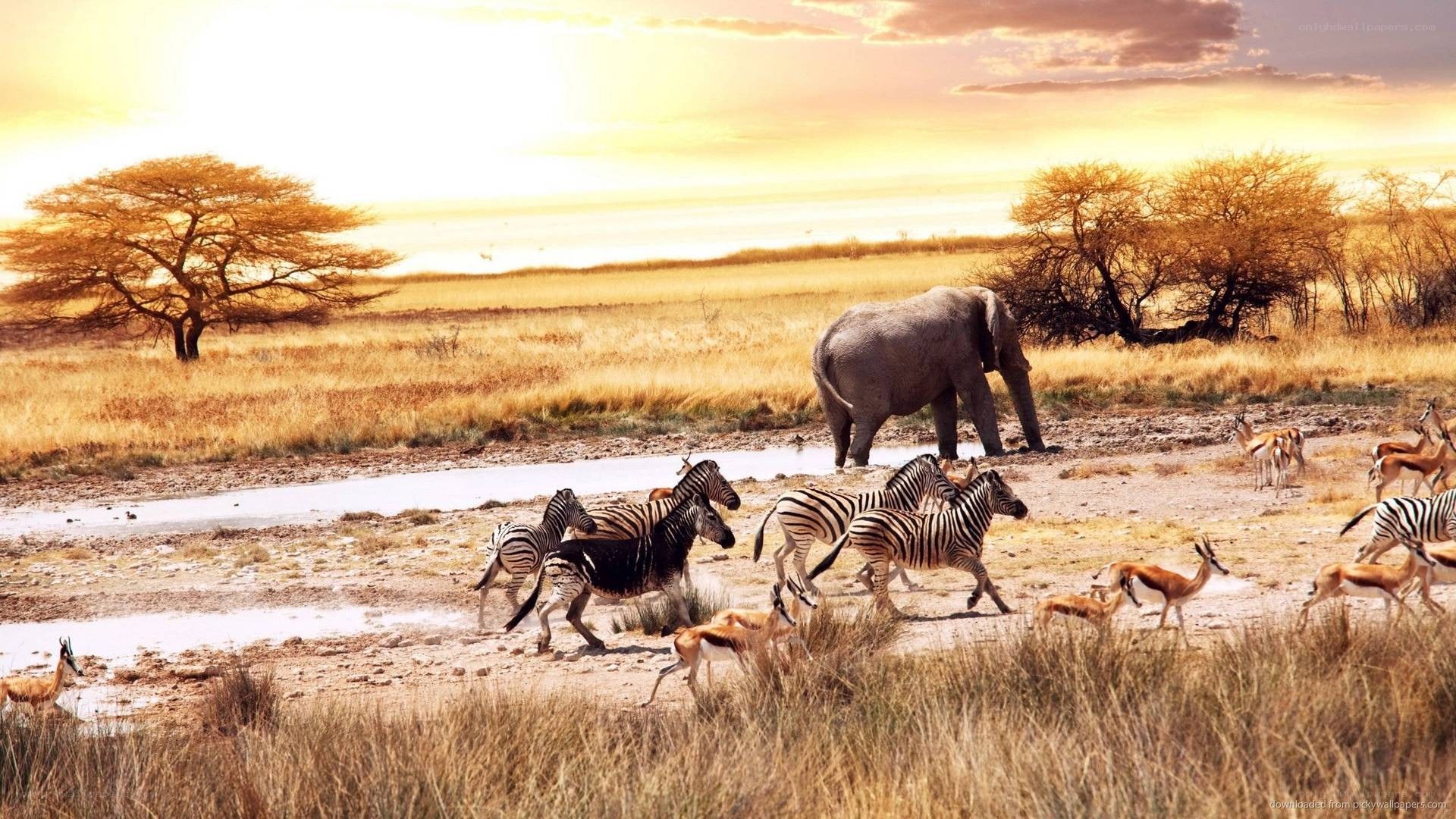 Safari animals at sunset