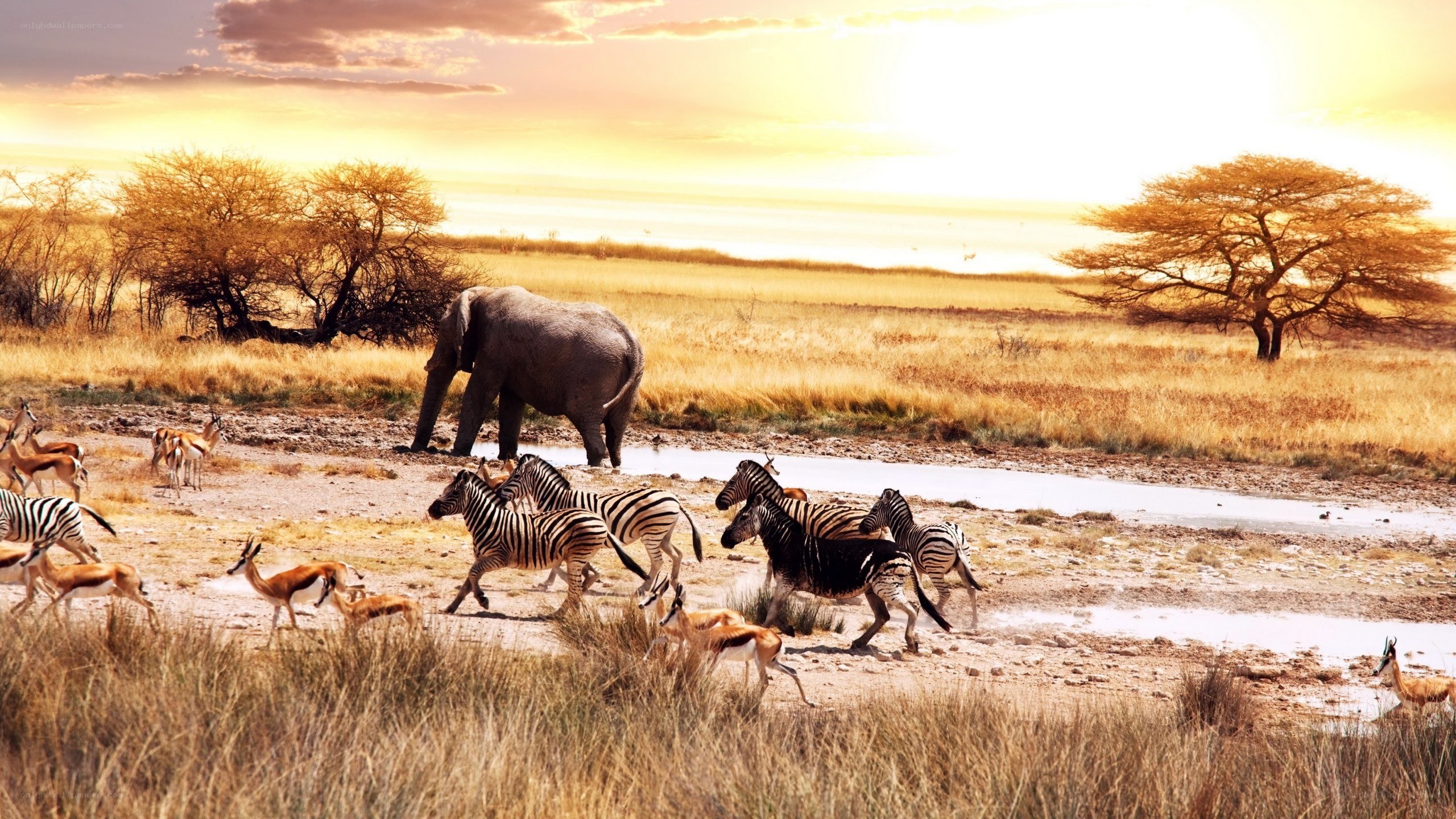 Safari animals at sunset