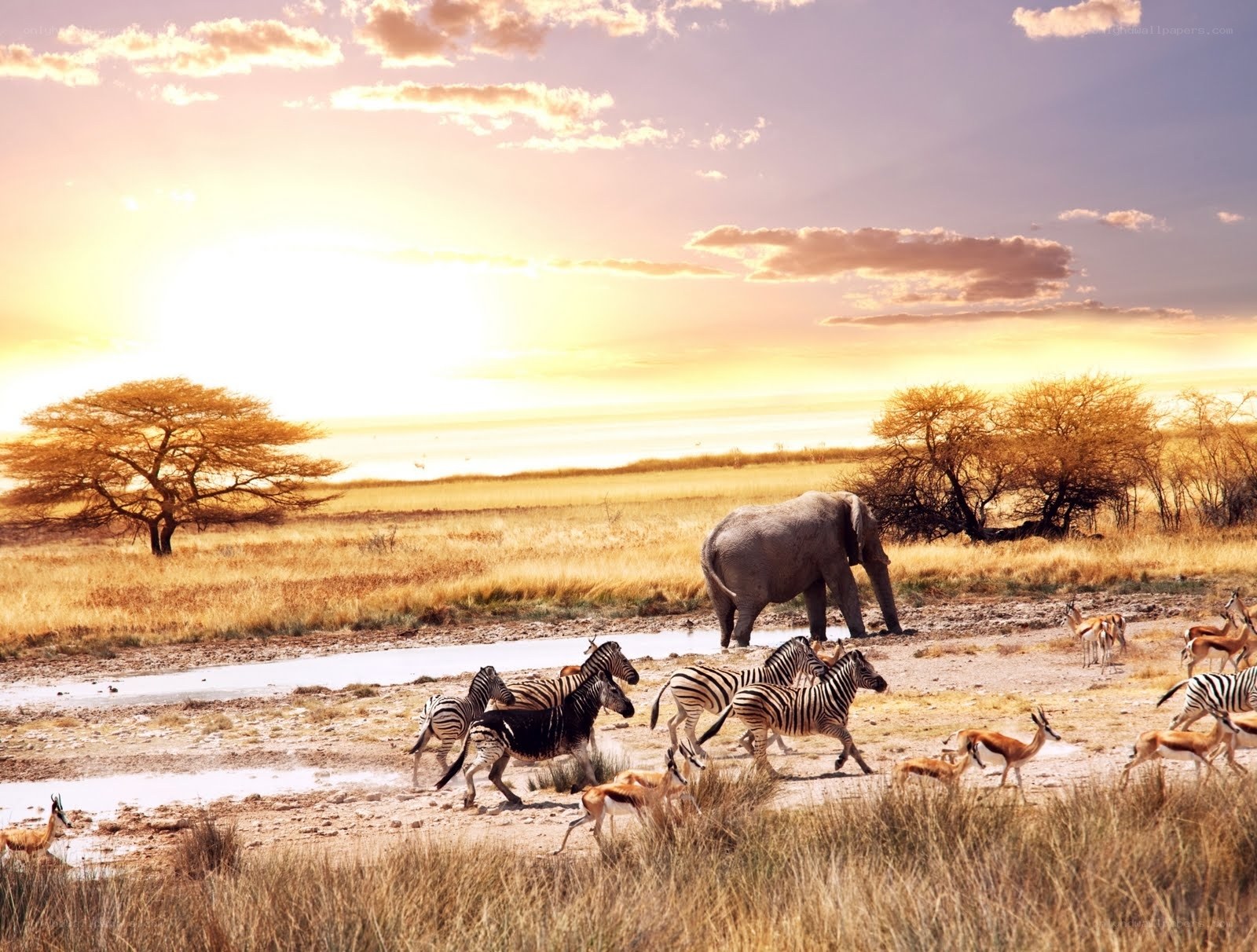 Safari animals at sunset