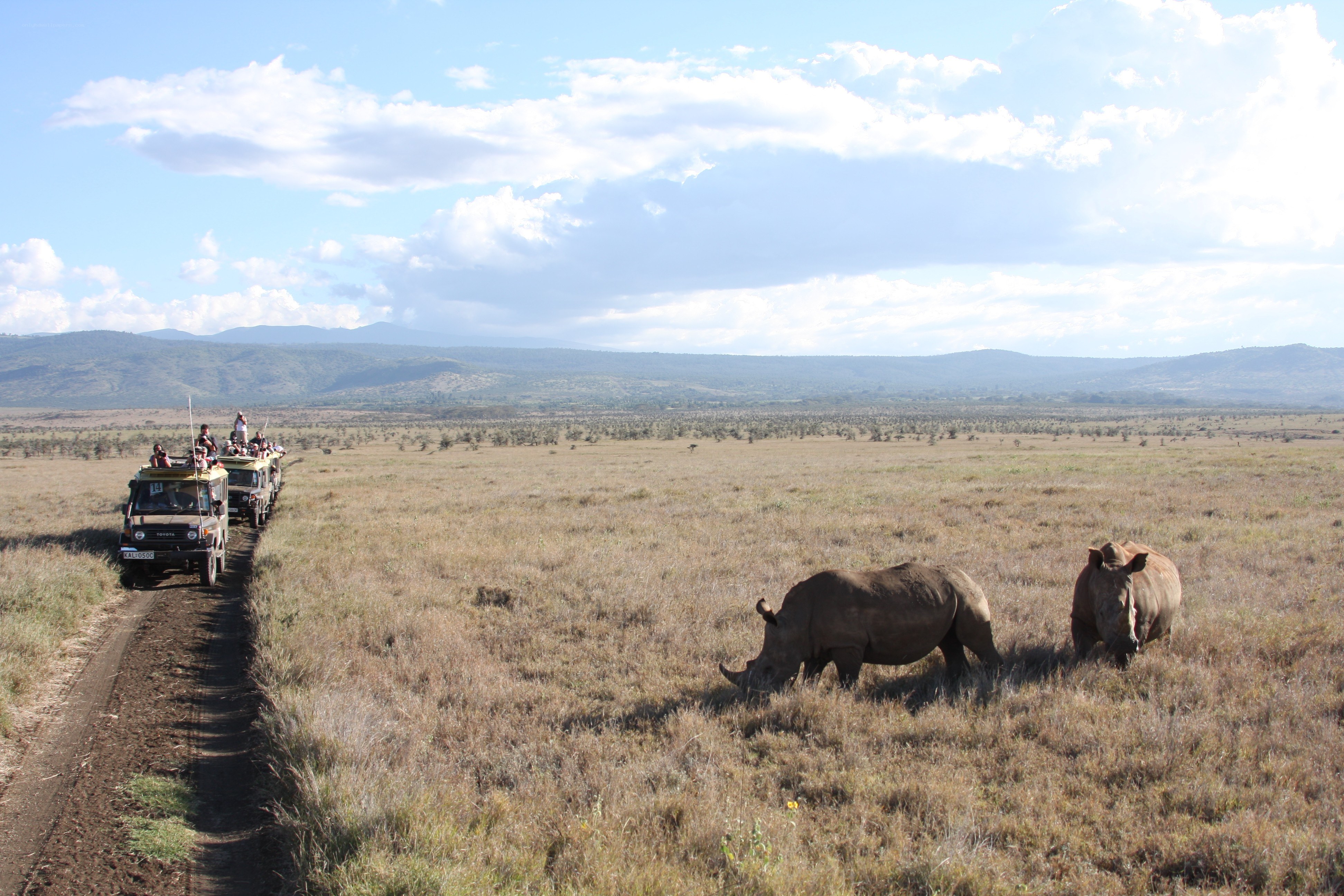Safari tour with rhinos