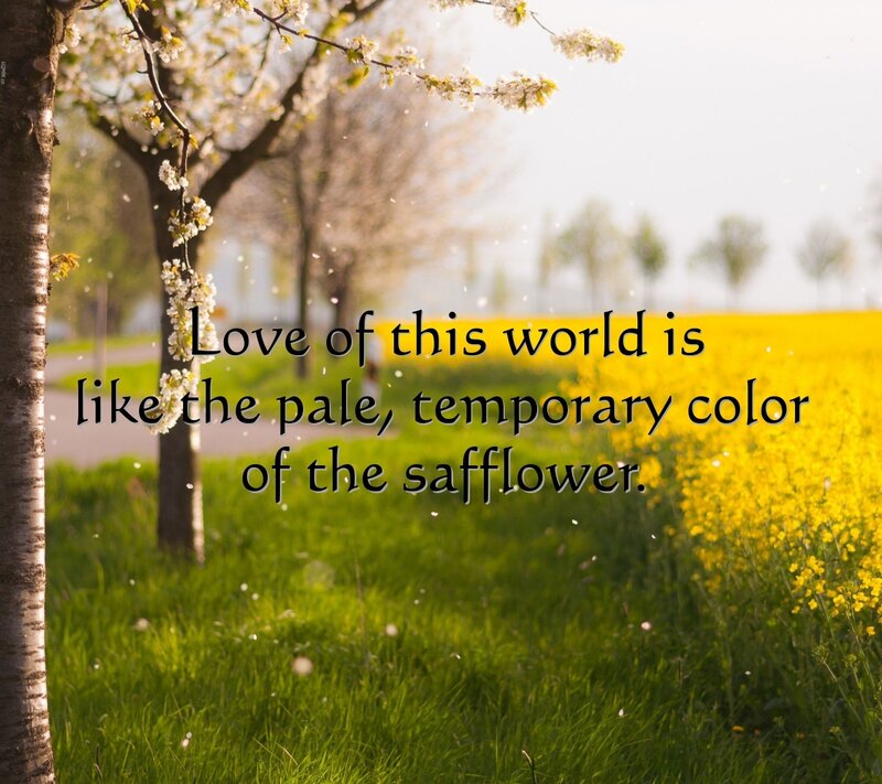 Safflower Field