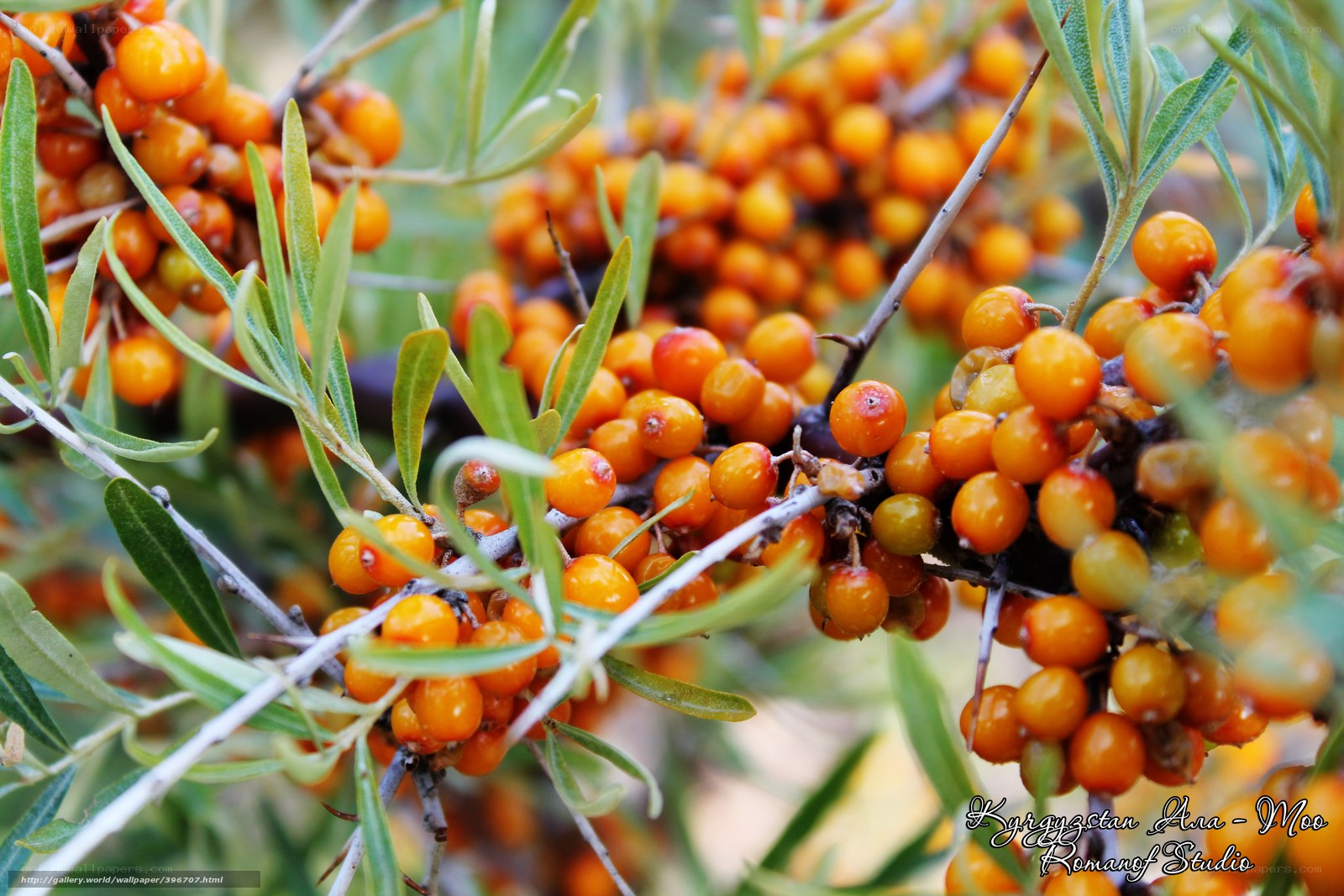 Saffron berries on a bush