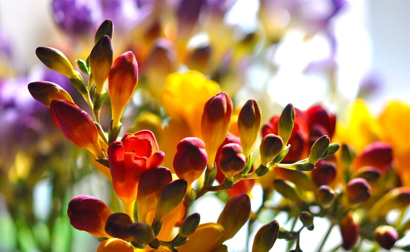 Saffron Flower Buds