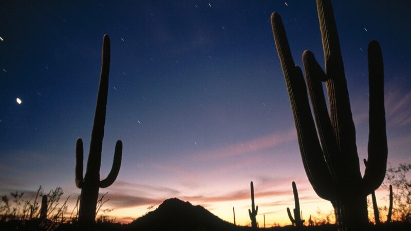 Saguaro Cacti at Dusk — Blue, Serene, Sunset