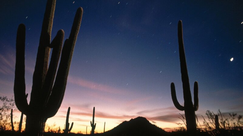 Saguaro Cacti at Dusk — Blue, Serene