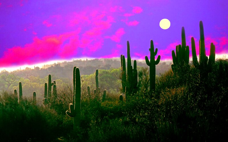 Saguaro Cacti at Dusk — Purple