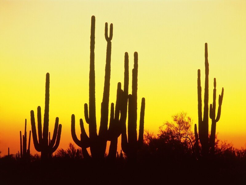 Saguaro cacti at sunset