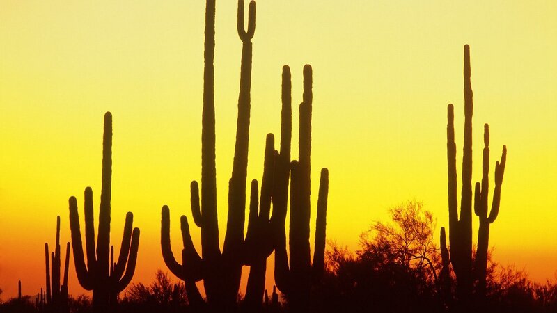 Saguaro cacti at sunset