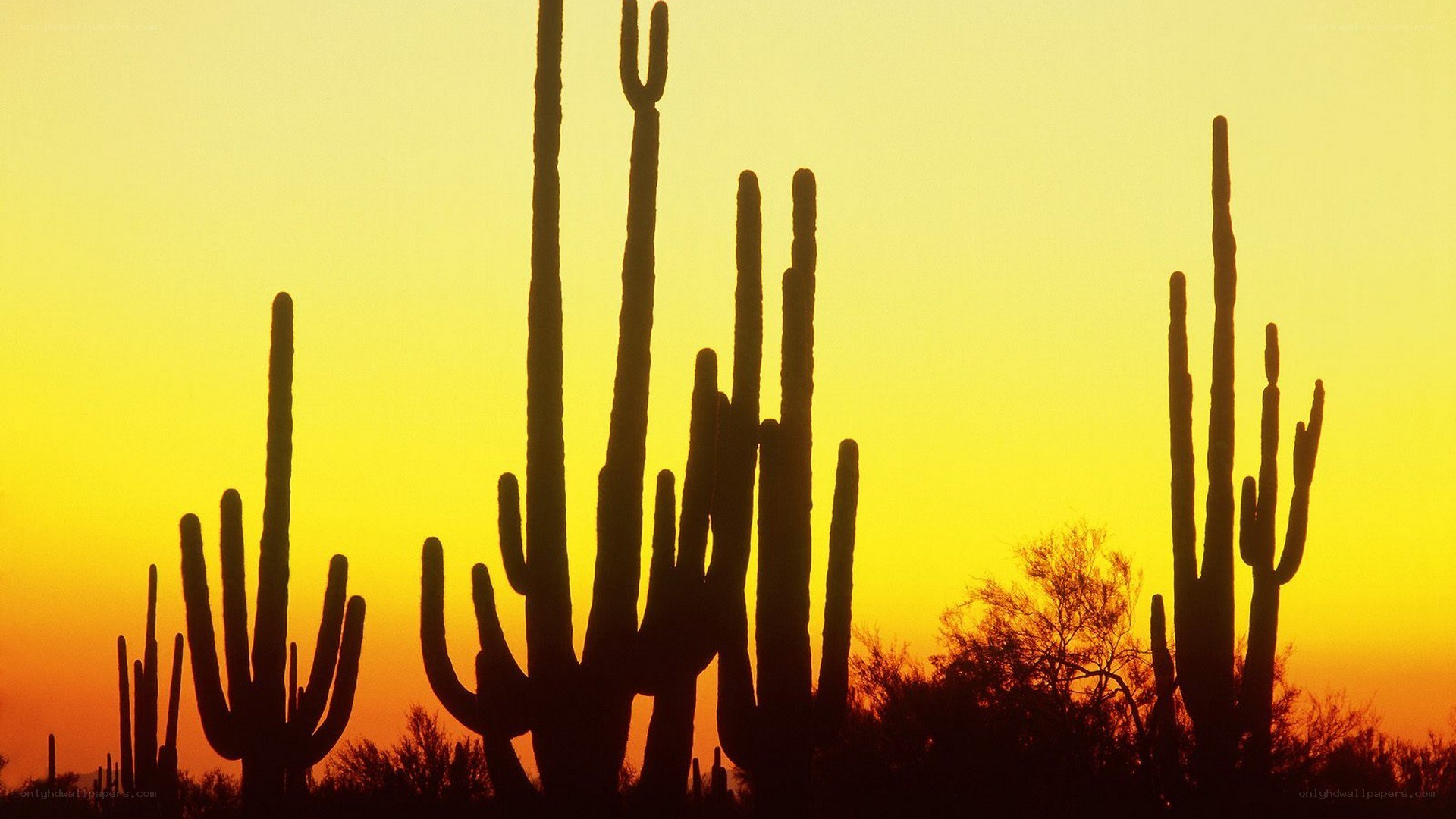 Saguaro cacti at sunset