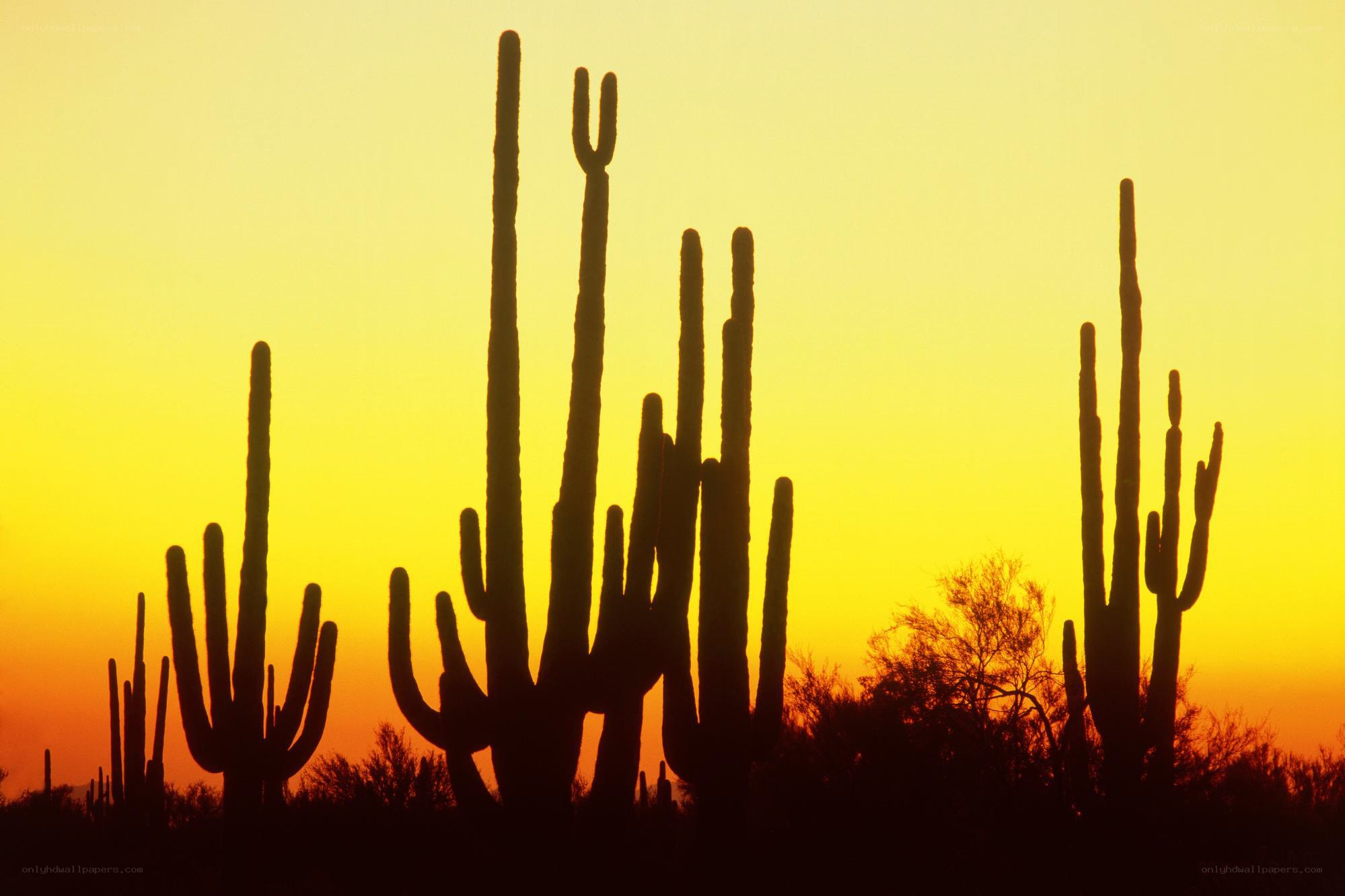 saguaro cacti at sunset