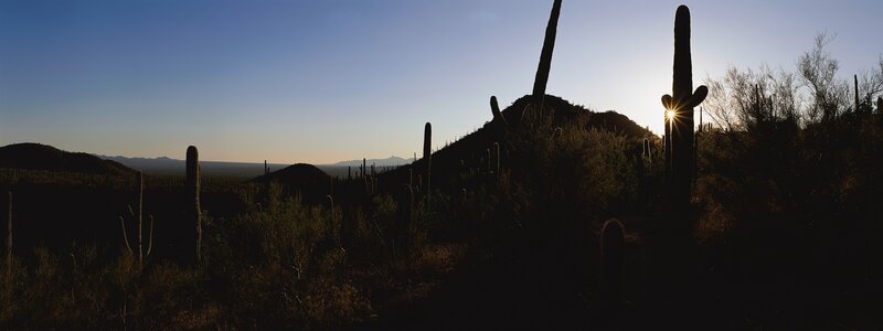 Saguaro Cacti at Sunset — Blue, Serene