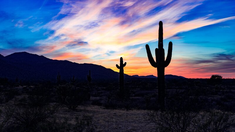Saguaro Cacti at Sunset — Blue