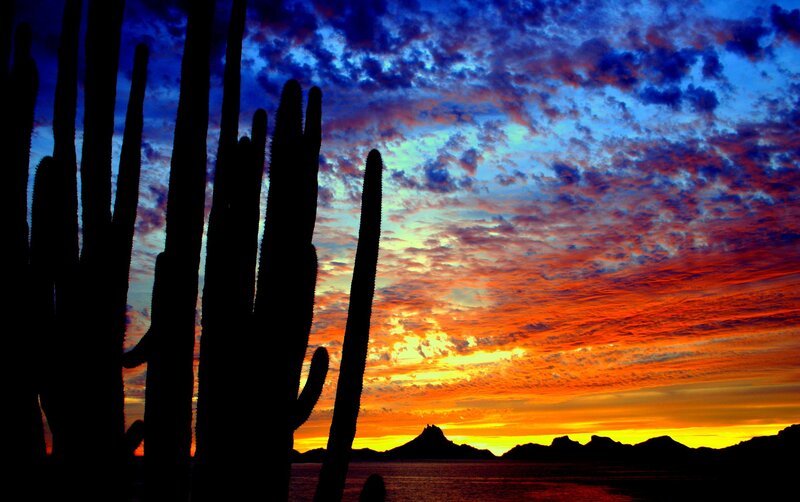 Saguaro Cacti at Sunset — Orange, Dramatic, Photograph