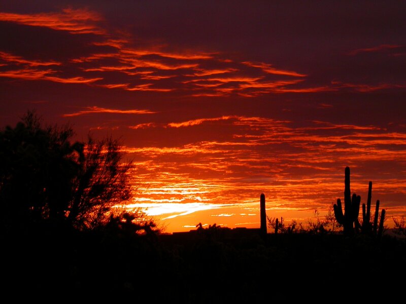 Saguaro Cacti at Sunset — Orange, Dramatic