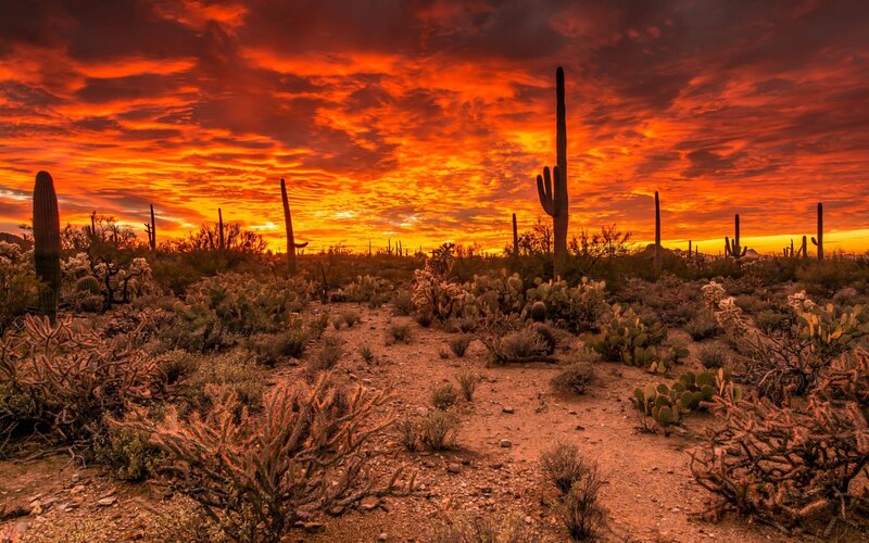 Saguaro Cacti at Sunset — Orange