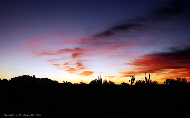 Saguaro Cacti at Sunset — Purple
