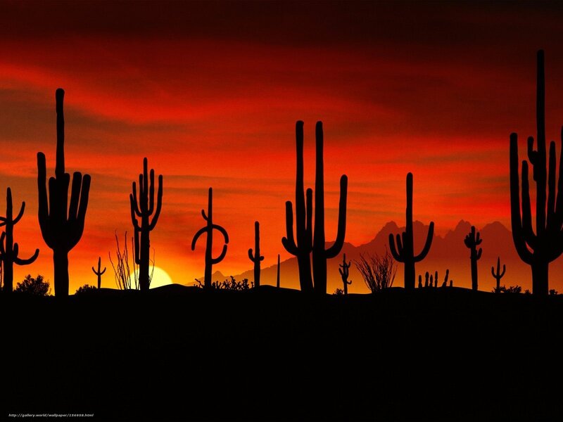 Saguaro Cacti at Sunset — Red, Dramatic, Photograph, Cactus, Mountains