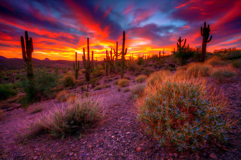 Saguaro Cacti at Sunset — Red, Dramatic, Photograph, Cactus