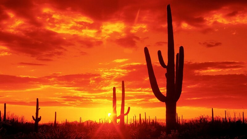 Saguaro Cacti at Sunset — Red, Dramatic, Photograph
