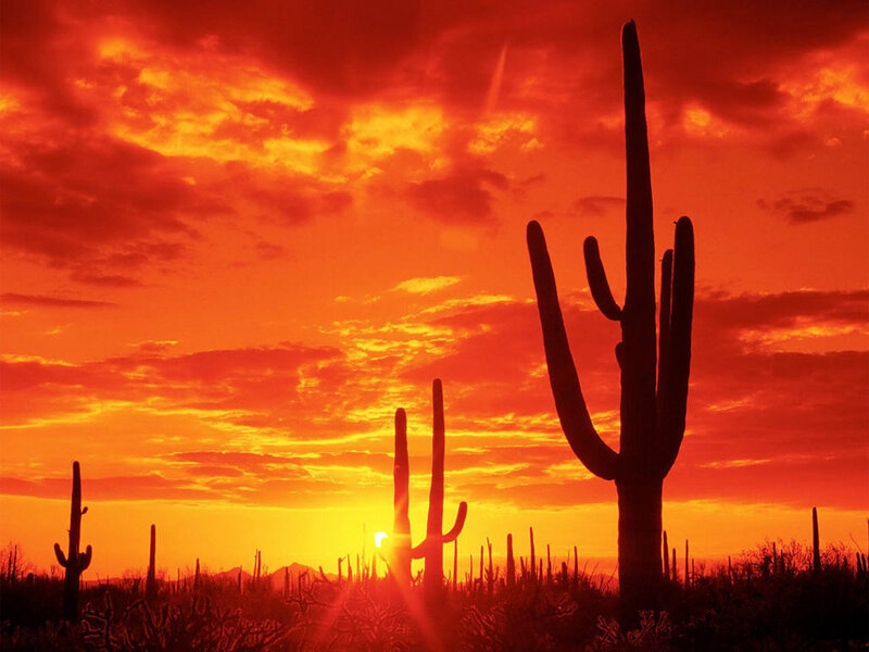 Saguaro Cacti at Sunset — Red, Dramatic