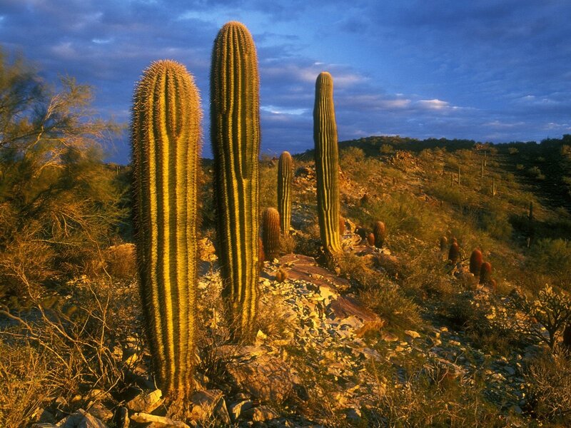 Saguaro cacti at sunset