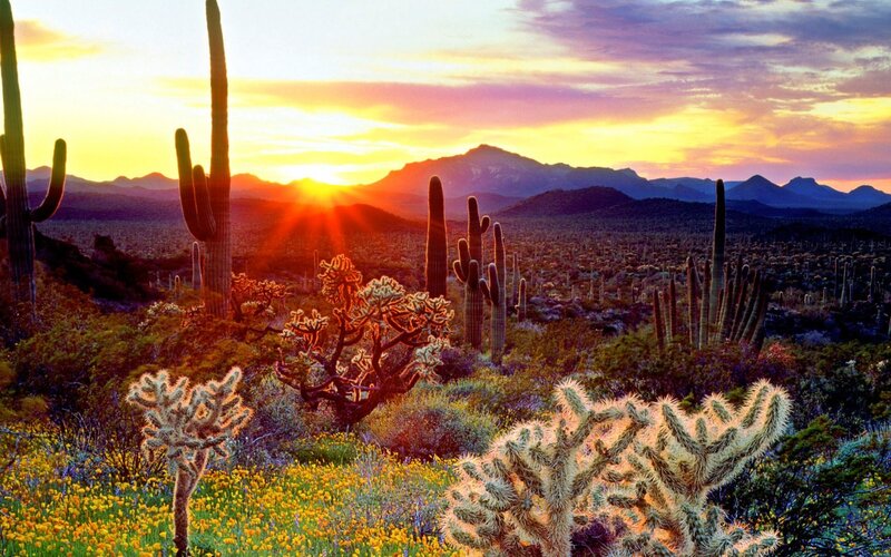 Saguaro Cacti at Sunset — Yellow, Dramatic