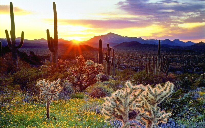 Saguaro Cacti at Sunset — Yellow, Serene, Photograph, Cactus, Mountains