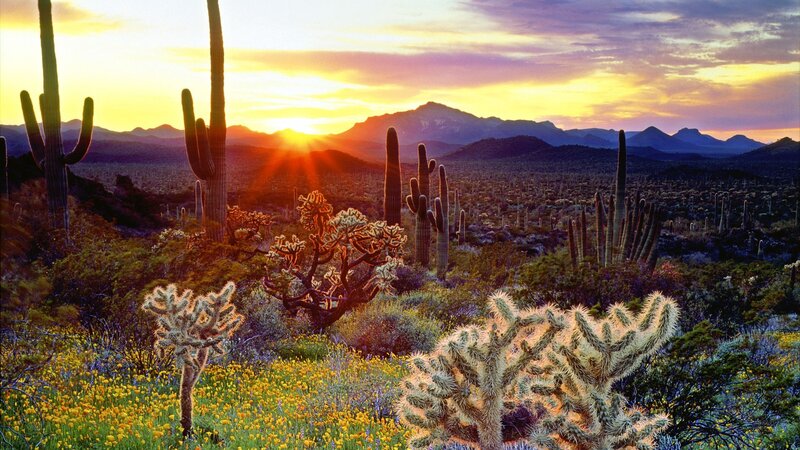 Saguaro Cacti at Sunset — Yellow, Serene, Photograph, Cactus, Mountains, Wildflowers, Sun, Purple