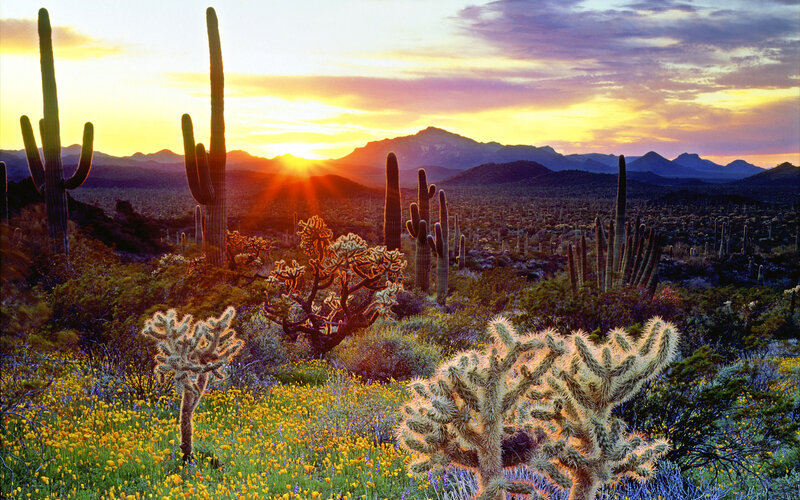 Saguaro Cacti at Sunset — Yellow, Serene, Photograph