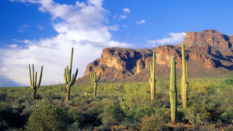 Saguaro Cacti in Desert — Blue, Serene, Afternoon, Photograph