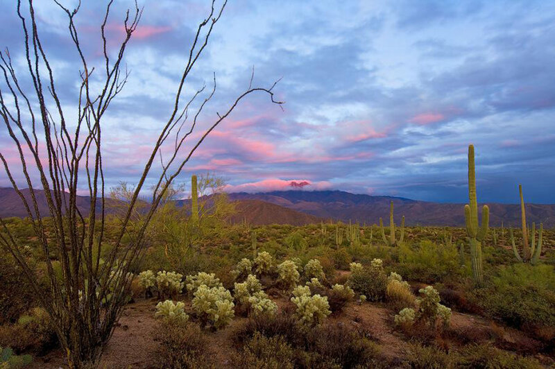 Saguaro Cacti in Desert — Blue, Serene, Sunset, Photograph, Cactus